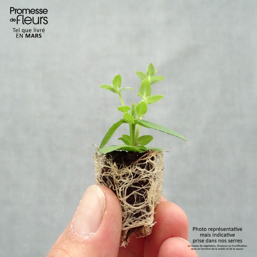 Example of Diascia Up Rose Pink - Lachsblume Mini-Plug Ø 1,5/2,5 cm as you get in printemps