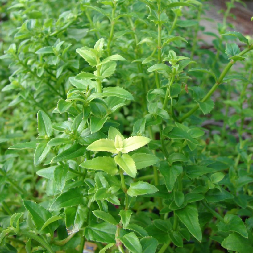 Diascia Ruby Field - Lachsblume (Foliage)
