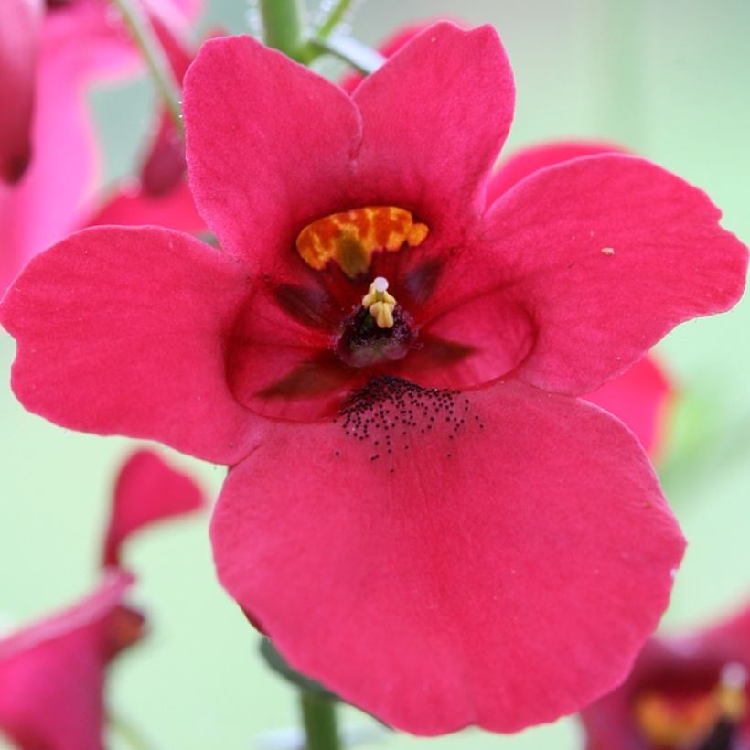 Diascia Ruby Field - Lachsblume (Flowering)
