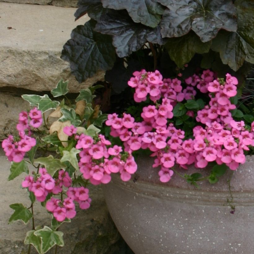 Diascia Ruby Field - Lachsblume (Plant habit)