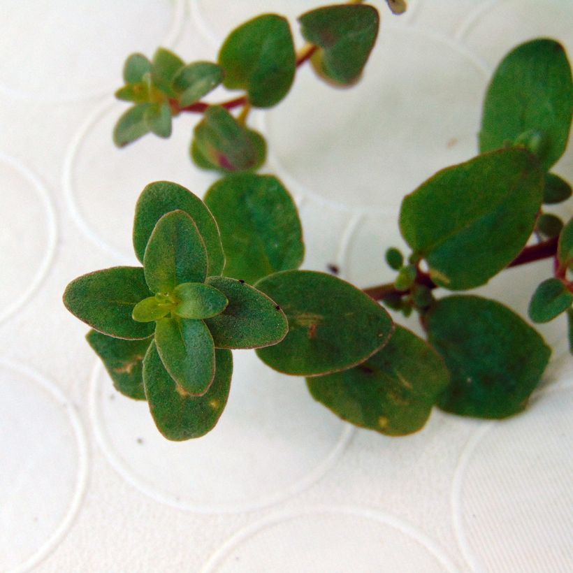 Diascia Blackthorn Apricot - Lachsblume (Foliage)