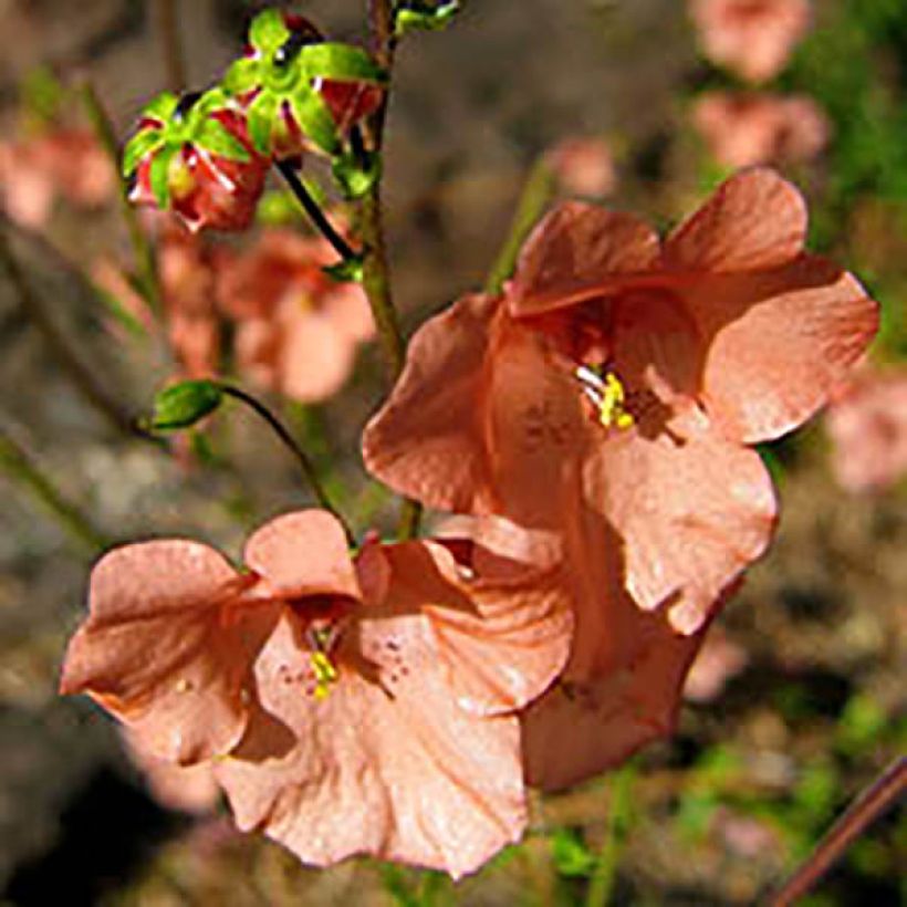Diascia Blackthorn Apricot - Lachsblume (Flowering)