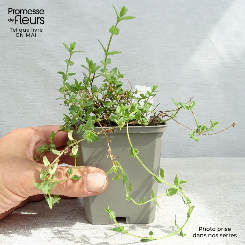 Exemplar von Diascia Ruby Field - Lachsblume Kleine Töpfe von 8/9 cm wie im Frühjahr geliefert