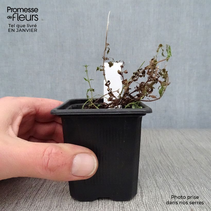 Exemplar von Diascia Ruby Field - Lachsblume Kleine Töpfe von 8/9 cm wie im Winter geliefert