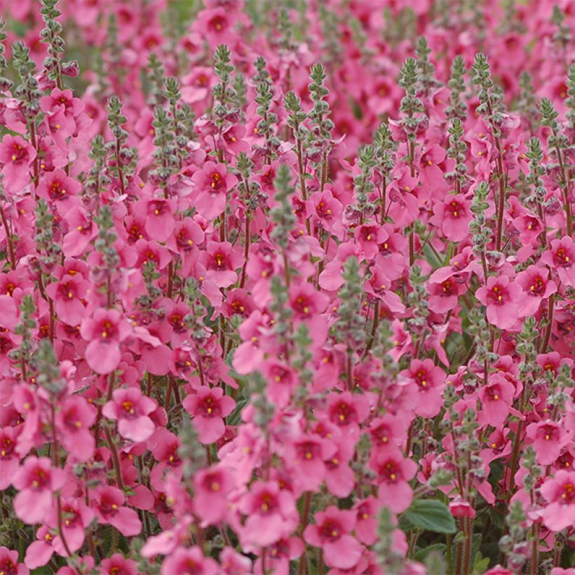 Diascia fetcaniensis - Lachsblume (Flowering)