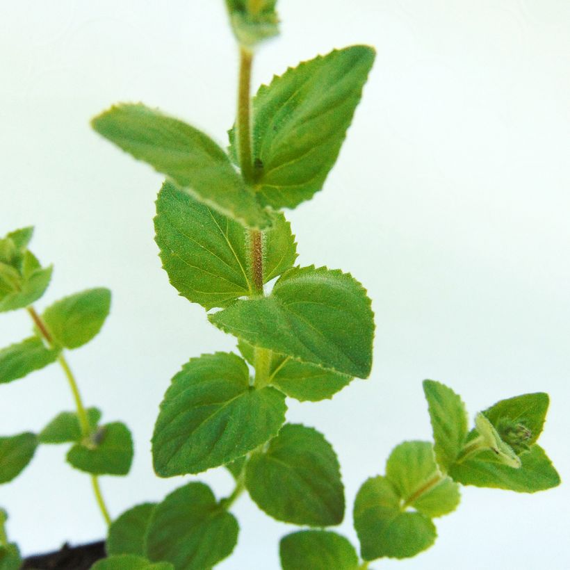 Diascia fetcaniensis - Lachsblume (Foliage)