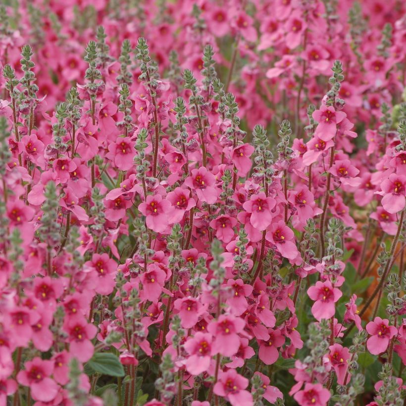 Diascia integerrima - Lachsblume (Plant habit)