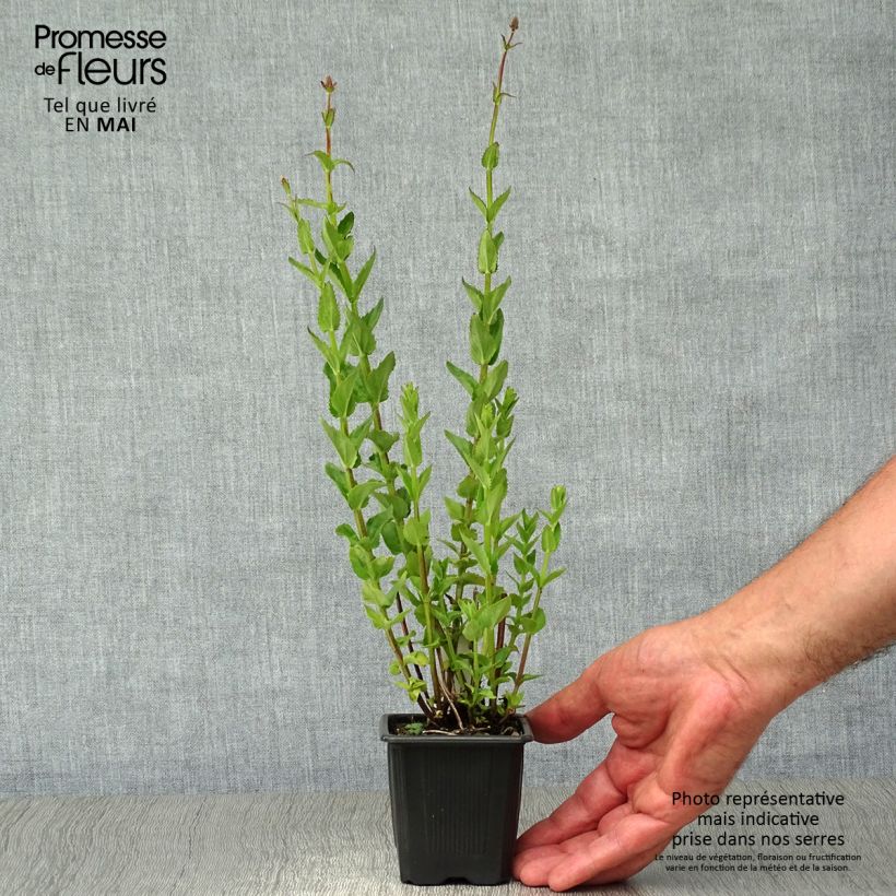 Exemplar von Diascia personata - Lachsblume Kleine Töpfe von 8/9 cm wie im Frühjahr geliefert