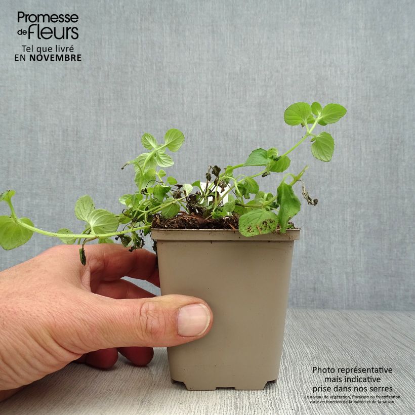 Example of Diascia vigilis - Lachsblume Kleine Töpfe von 8/9 cm as you get in automne