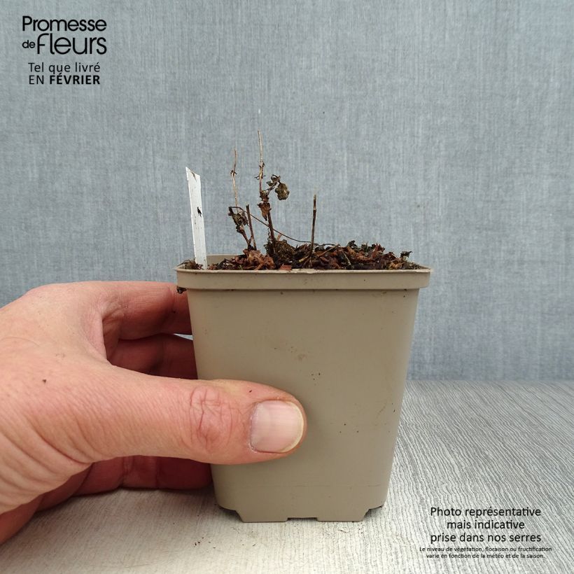 Exemplar von Diascia vigilis - Lachsblume Kleine Töpfe von 8/9 cm wie im Winter geliefert