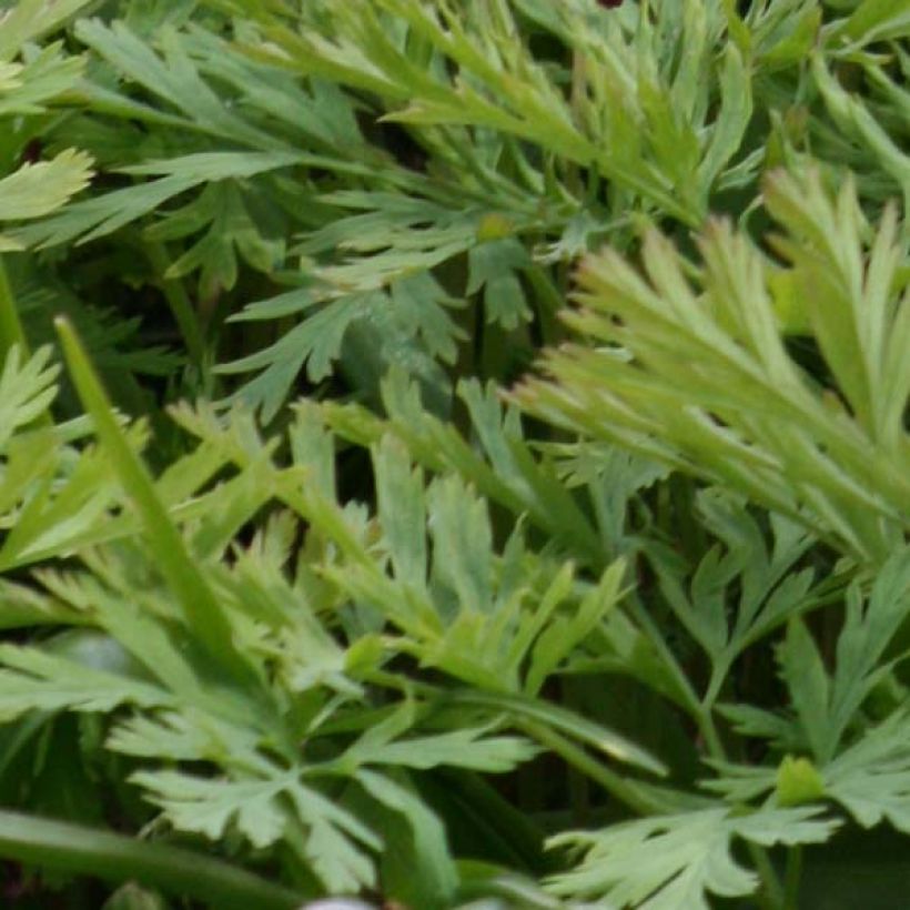 Dicentra formosa Bacchanal - Zwerg-Herzblume (Foliage)