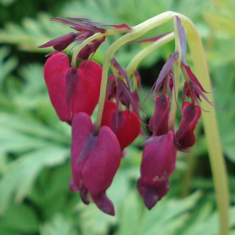 Dicentra formosa Bacchanal - Zwerg-Herzblume (Flowering)