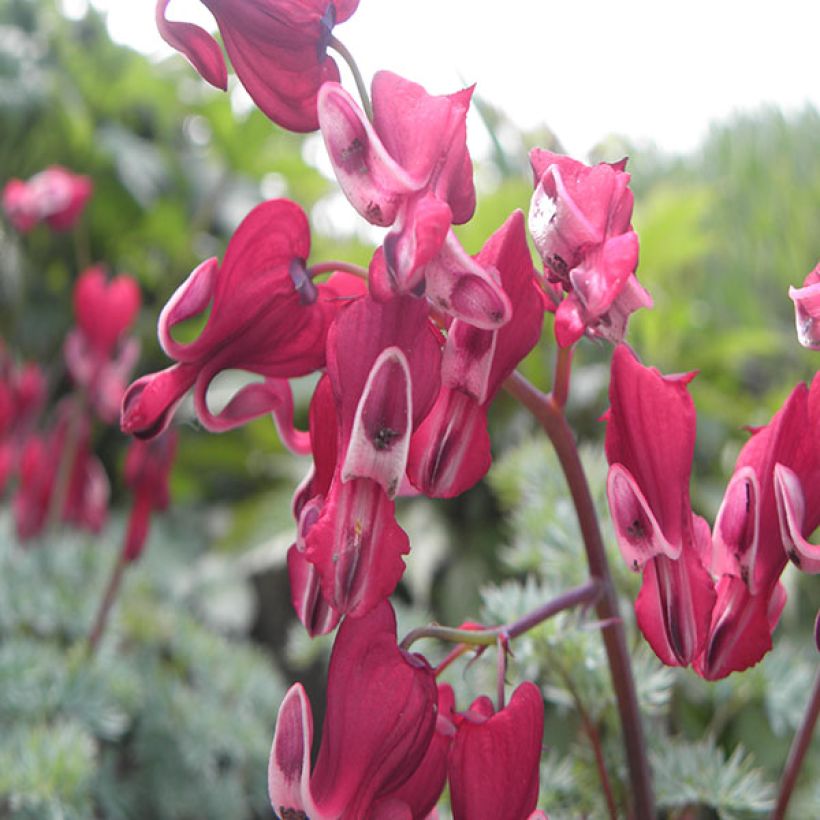 Dicentra Burning Hearts - Herzblume (Flowering)