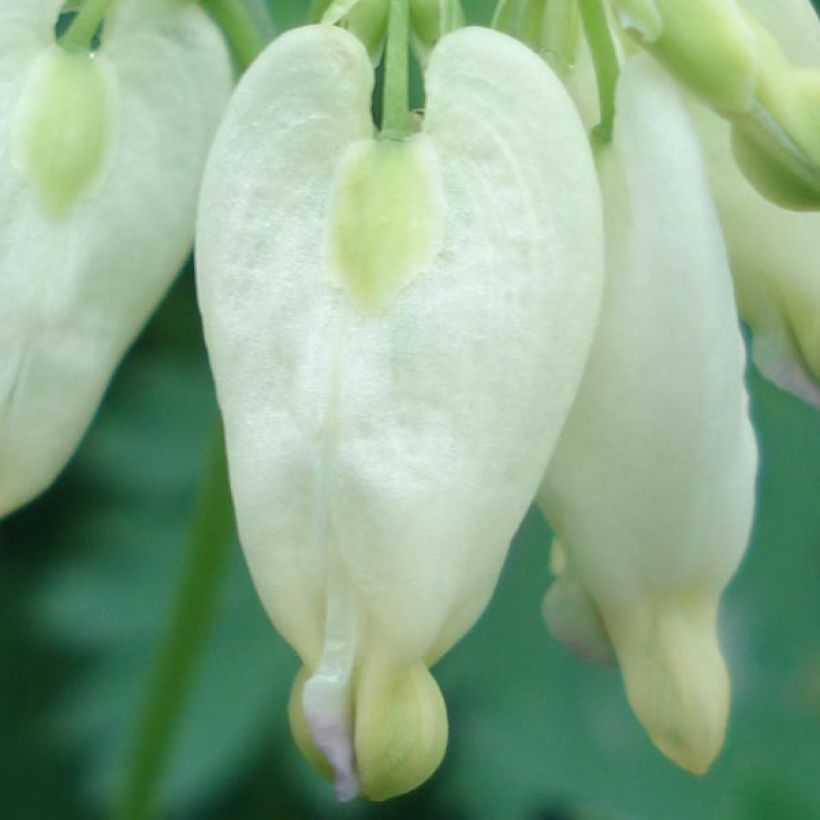 Dicentra formosa Aurora - Zwerg-Herzblume (Flowering)