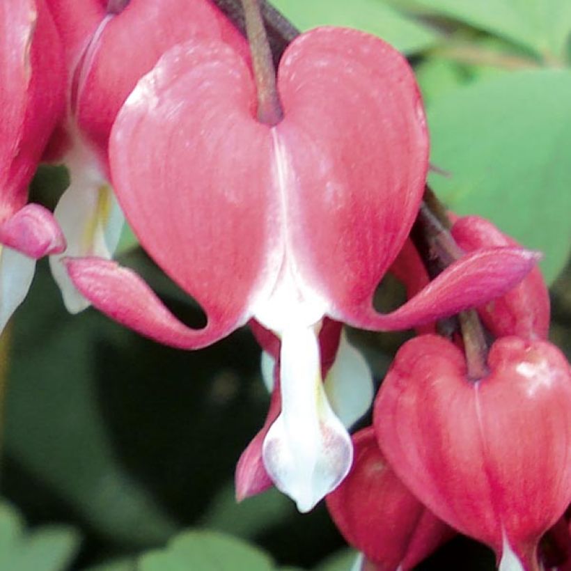 Dicentra spectabilis Valentine - Tränendes Herz (Flowering)