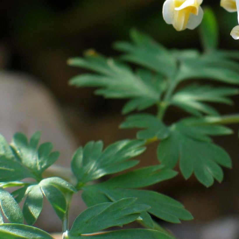 Dicentra cucullaria - Kapuzen-Herzblume (Foliage)