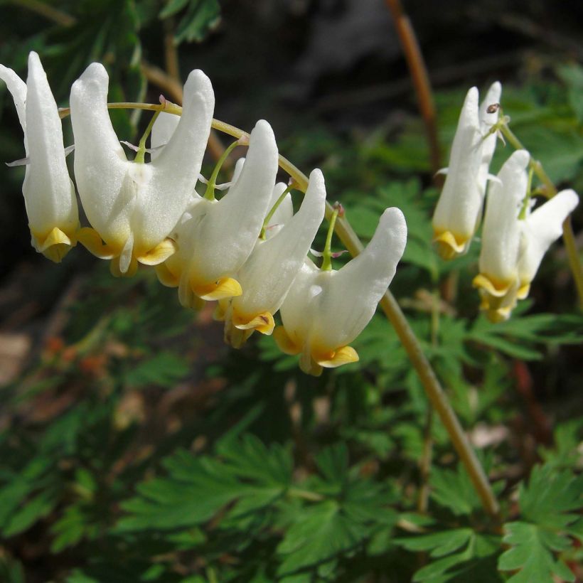 Dicentra cucullaria - Kapuzen-Herzblume (Flowering)