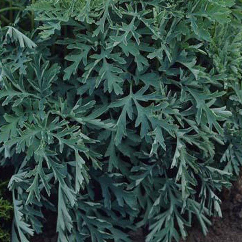 Dicentra formosa Aurora - Zwerg-Herzblume (Foliage)