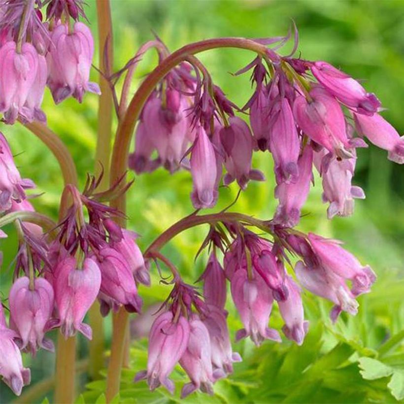 Dicentra formosa Spring Gold - Zwerg-Herzblume (Flowering)