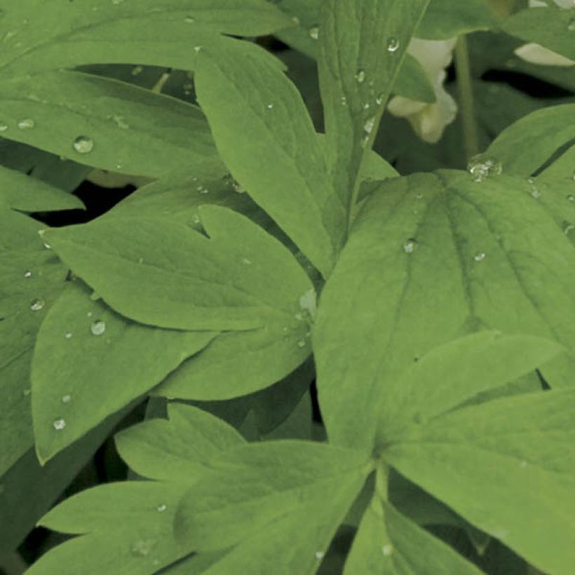 Dicentra spectabilis Alba - Tränendes Herz (Foliage)