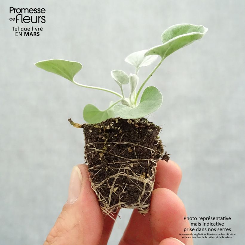 Example of Dichondra argentea Silver Falls - Silberregen Mini-Plug Ø 3/4 cm as you get in printemps