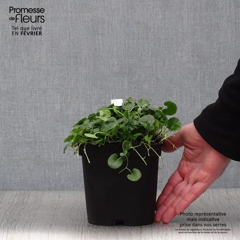 Example of Dichondra repens Topf mit 2L/3L as you get in hiver