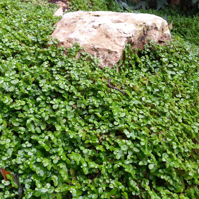 Dichondra TURFLINE (Rasensamen) (Wuchs)