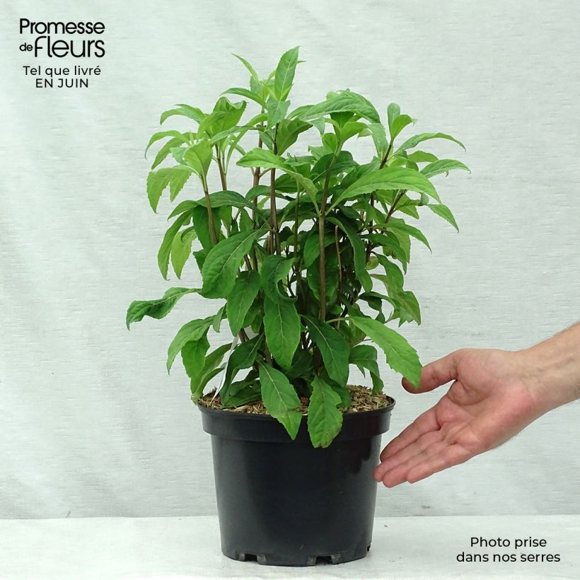Example of Dichroa Marie Topf mit 4L/5L as you get in ete