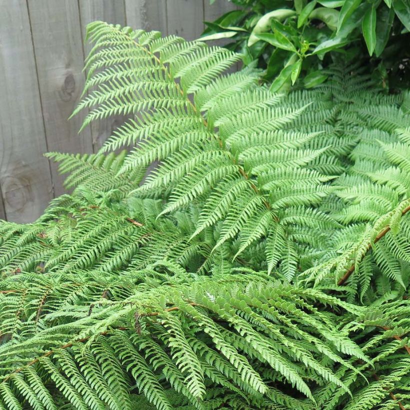 Dicksonia squarrosa - Neuseeländischer Taschenfarn (Foliage)