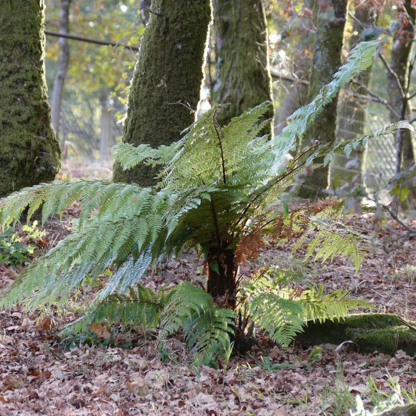 Dicksonia squarrosa - Neuseeländischer Taschenfarn (Plant habit)