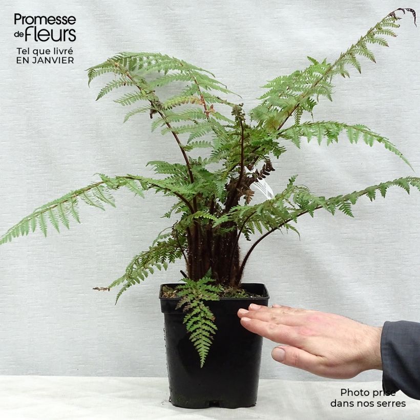 Example of Dicksonia squarrosa - Neuseeländischer Taschenfarn Topf mit 3L/4L as you get in hiver