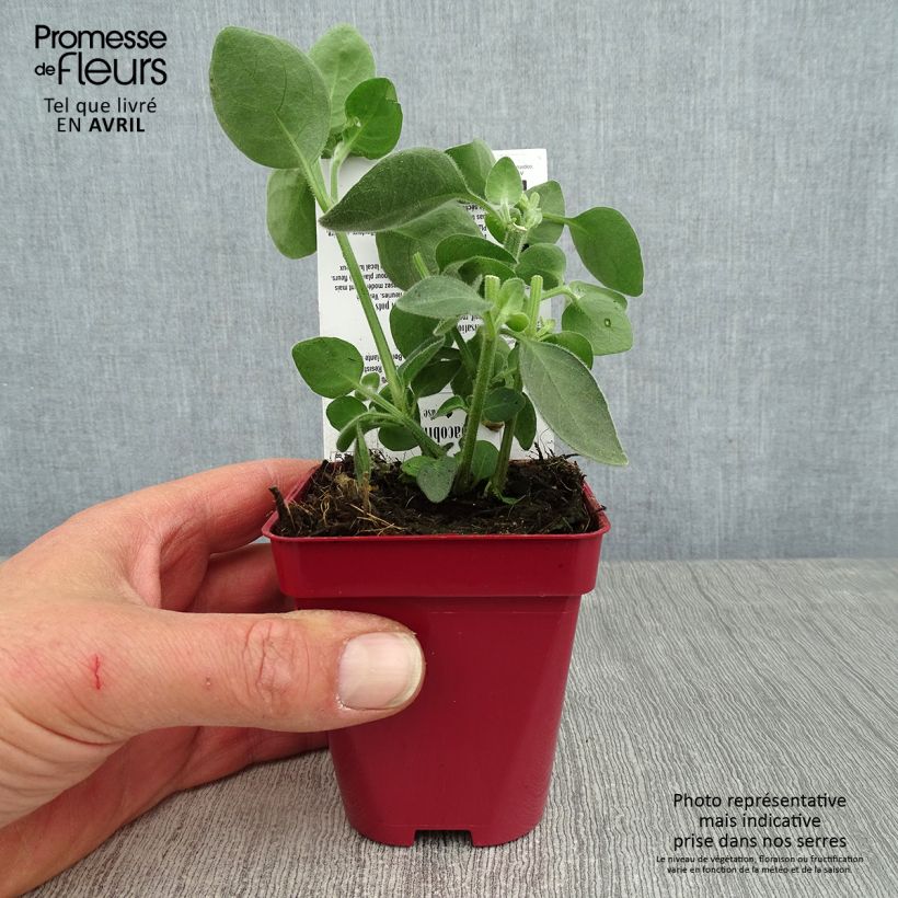 Exemplar von Dicliptera squarrosa Kleine Töpfe von 8/9 cm wie im Frühjahr geliefert