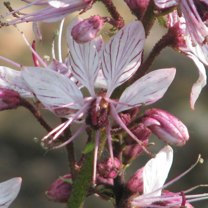 Dictamnus albus - Diptam (Flowering)