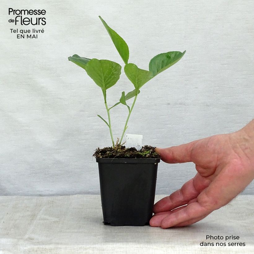 Exemplar von Dictamnus albus - Diptam Kleine Töpfe von 8/9 cm wie im Frühjahr geliefert