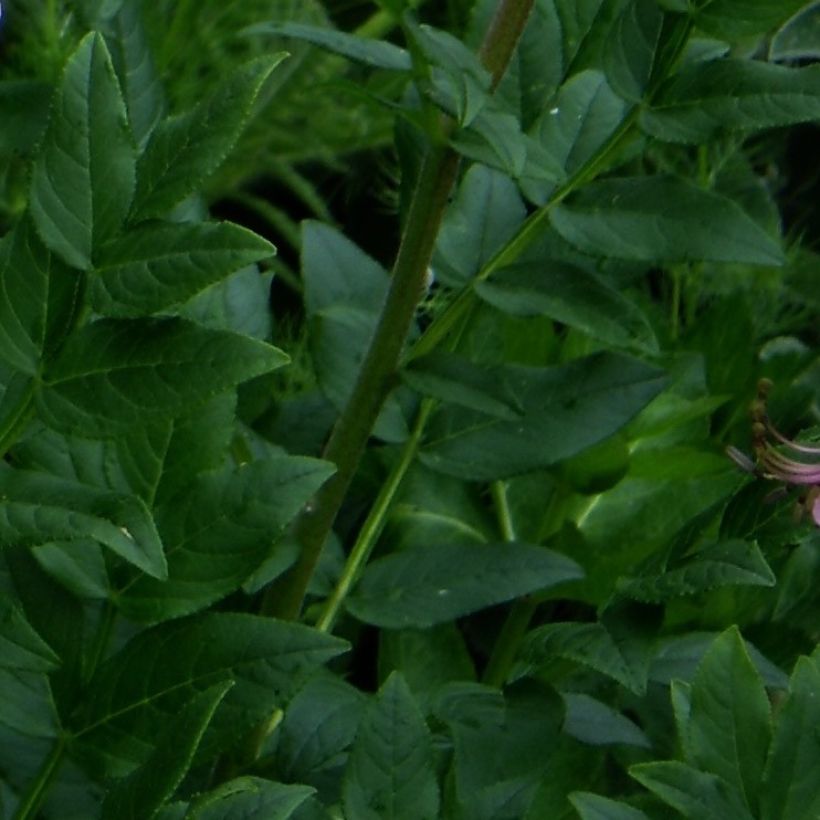 Dictamnus albus var. purpureus - Diptam (Foliage)