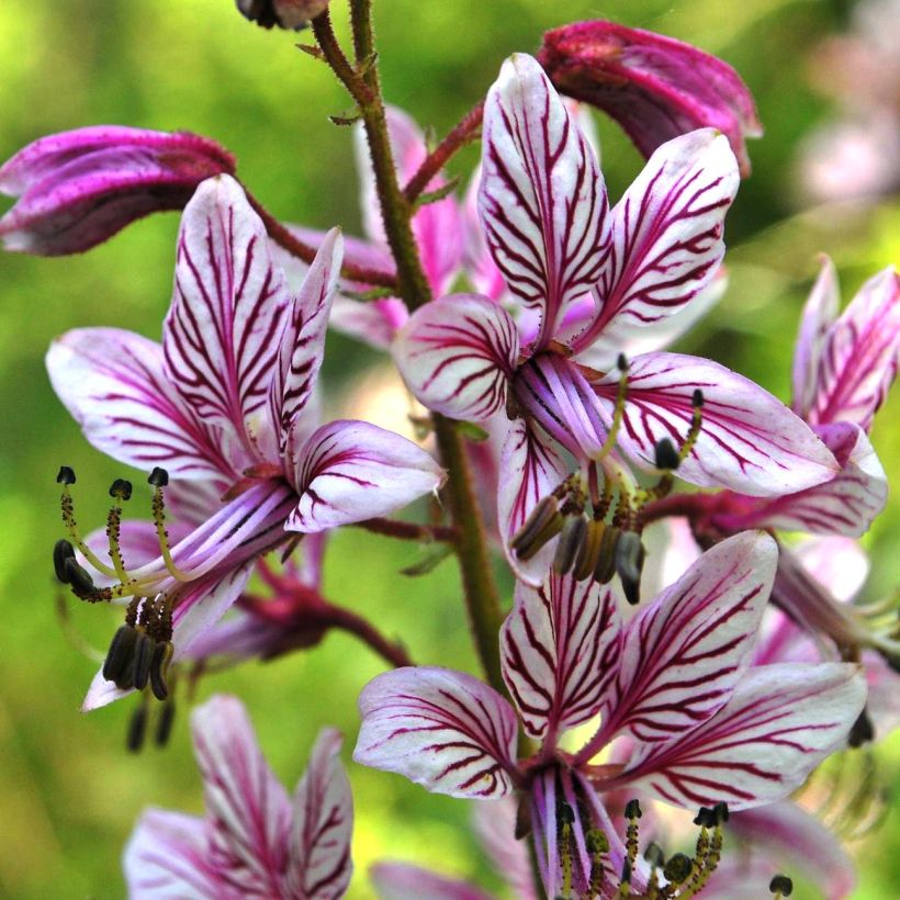 Dictamnus albus var. purpureus - Diptam (Flowering)