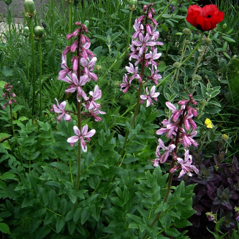 Dictamnus albus var. purpureus - Diptam (Plant habit)
