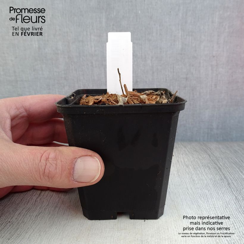 Exemplar von Dictamnus albus var. purpureus - Diptam Kleine Töpfe von 8/9 cm wie im Winter geliefert