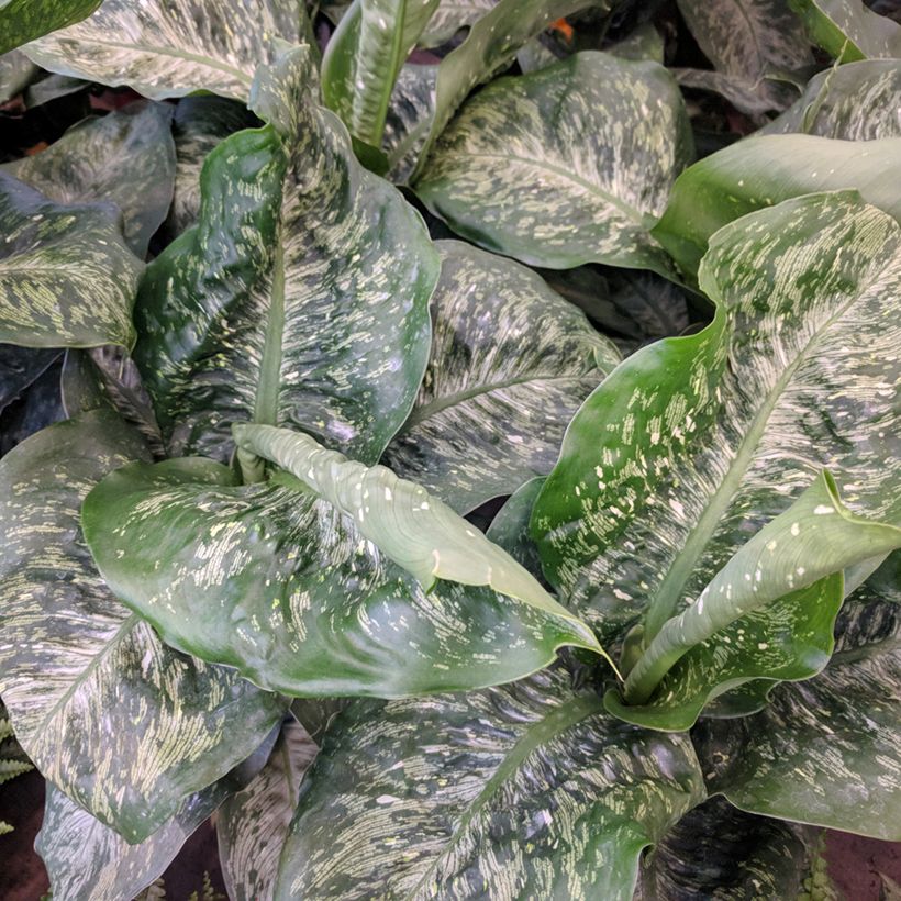 Dieffenbachia Tropic Snow (Foliage)