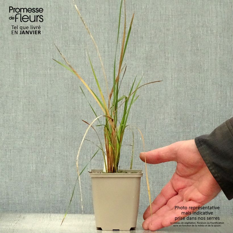 Exemplar von Dierama pulcherrimum Alba - Trichterschwertel Kleine Töpfe von 8/9 cm wie im Winter geliefert