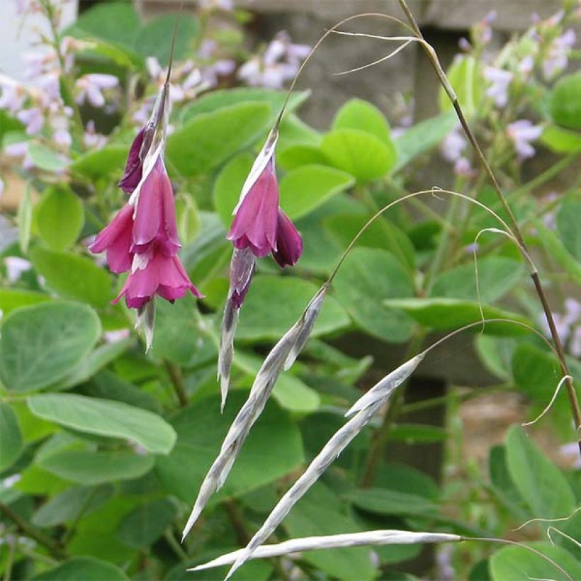 Dierama pulcherrimum Blackbird - Trichterschwertel (Flowering)