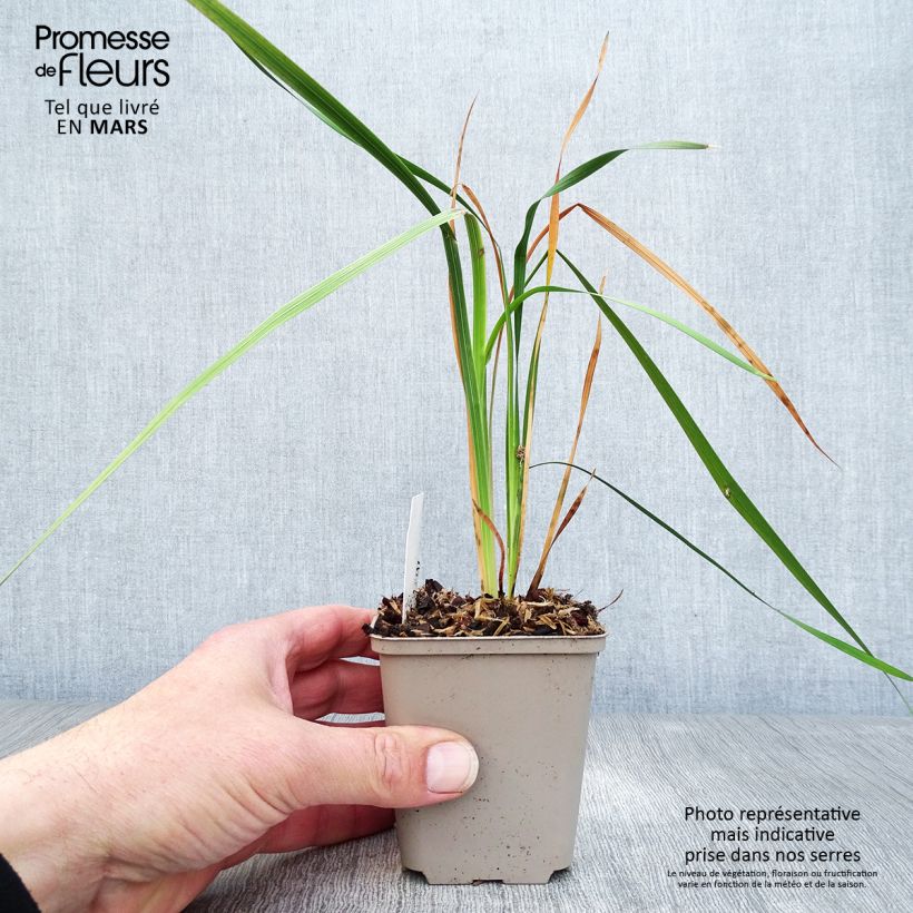 Exemplar von Dierama pulcherrimum Dark Cerise - Trichterschwertel Kleine Töpfe von 8/9 cm wie im Frühjahr geliefert