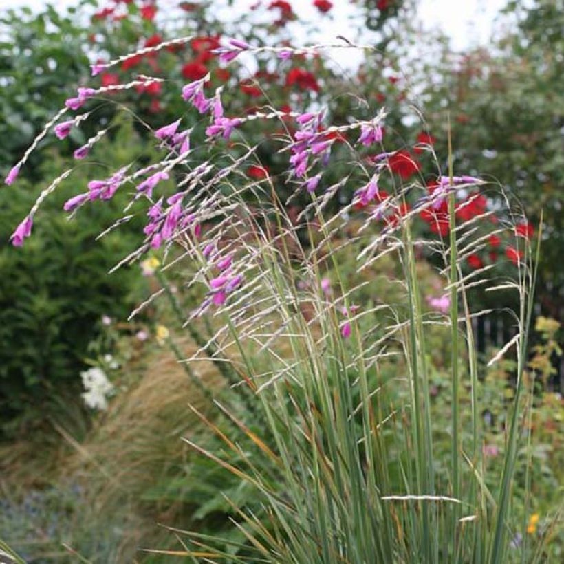 Dierama pulcherrimum - Trichterschwertel (Plant habit)