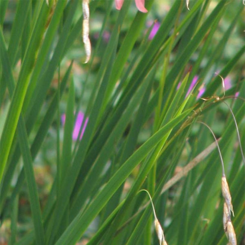 Dierama igneum - Trichterschwertel (Foliage)