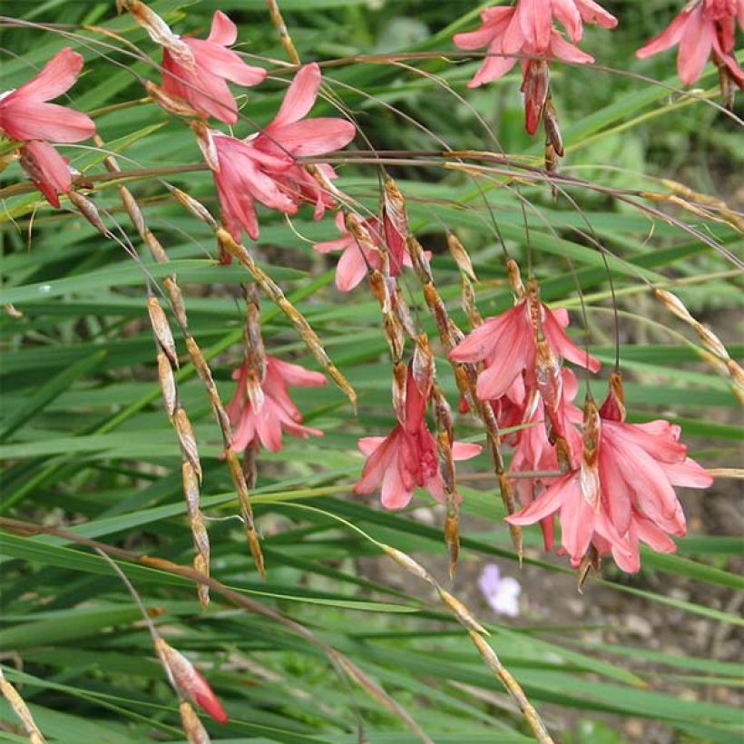 Dierama igneum - Trichterschwertel (Flowering)