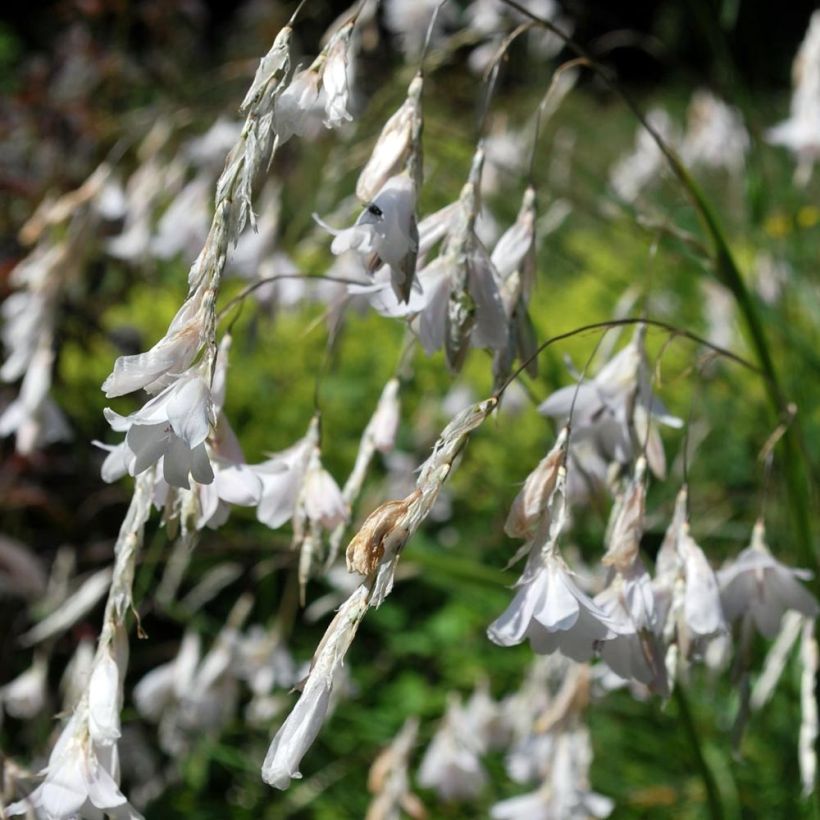 Dierama pulcherrimum Alba - Trichterschwertel (Flowering)