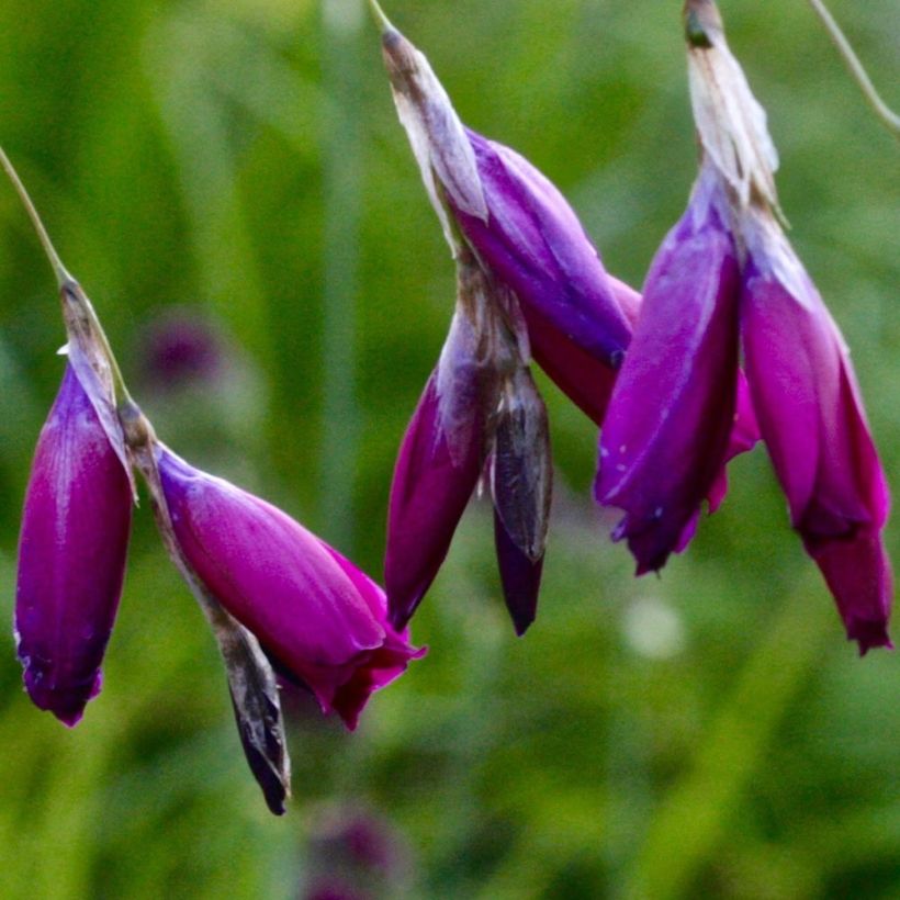 Dierama pulcherrimum Dark Cerise - Trichterschwertel (Flowering)