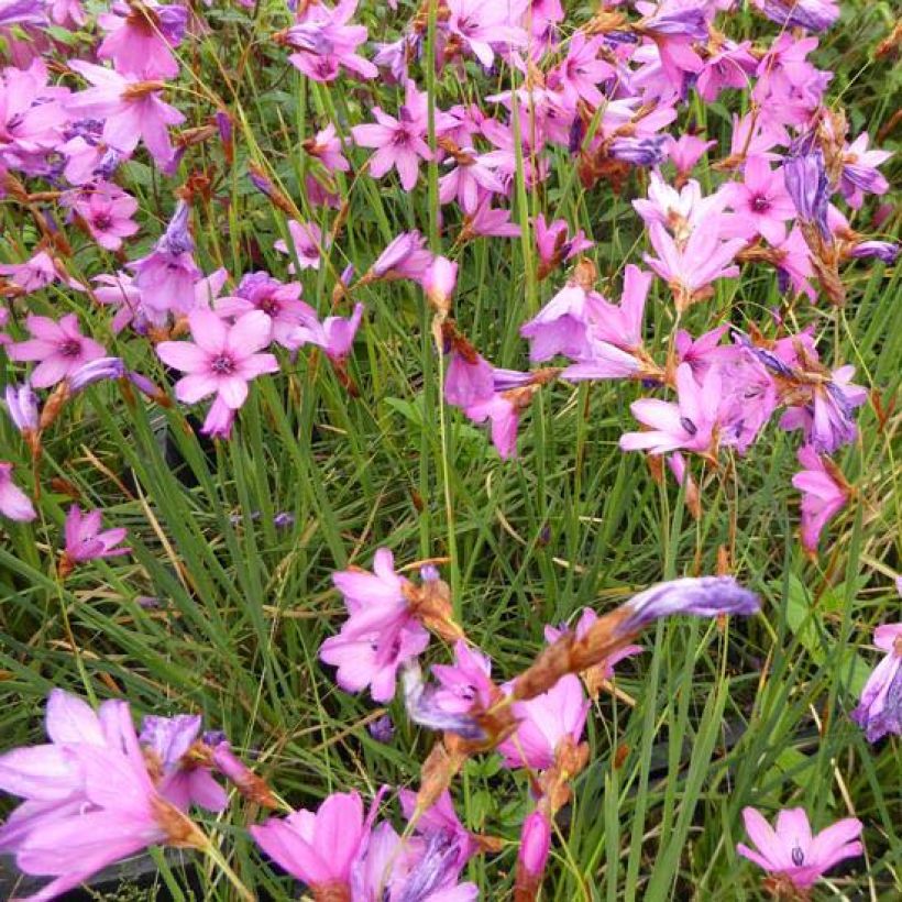 Dierama trichorhizum - Trichterschwertel (Flowering)