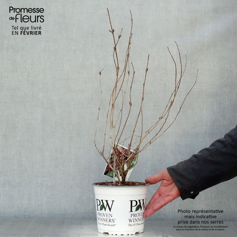 Exemplar von Diervilla Kodiak Black - Buschgeißblatt Topf mit 2L/3L wie im Winter geliefert