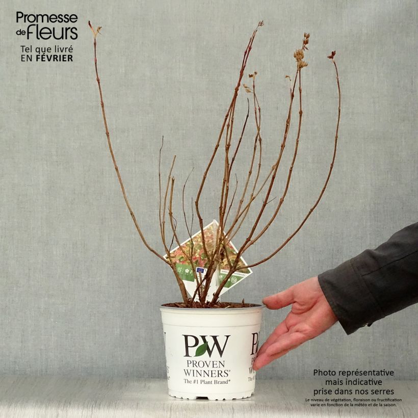 Exemplar von Diervilla Kodiak Orange - Buschgeißblatt Topf mit 2L/3L wie im Winter geliefert